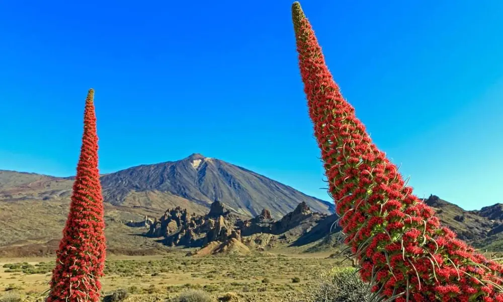 Tajinaste rojo en el Teide, Tenerife