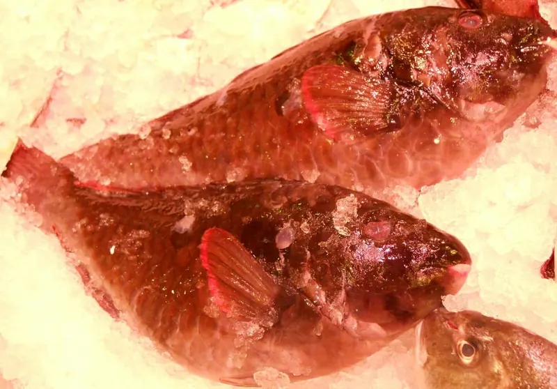 Vieja Canaria, exquisito pescado canario