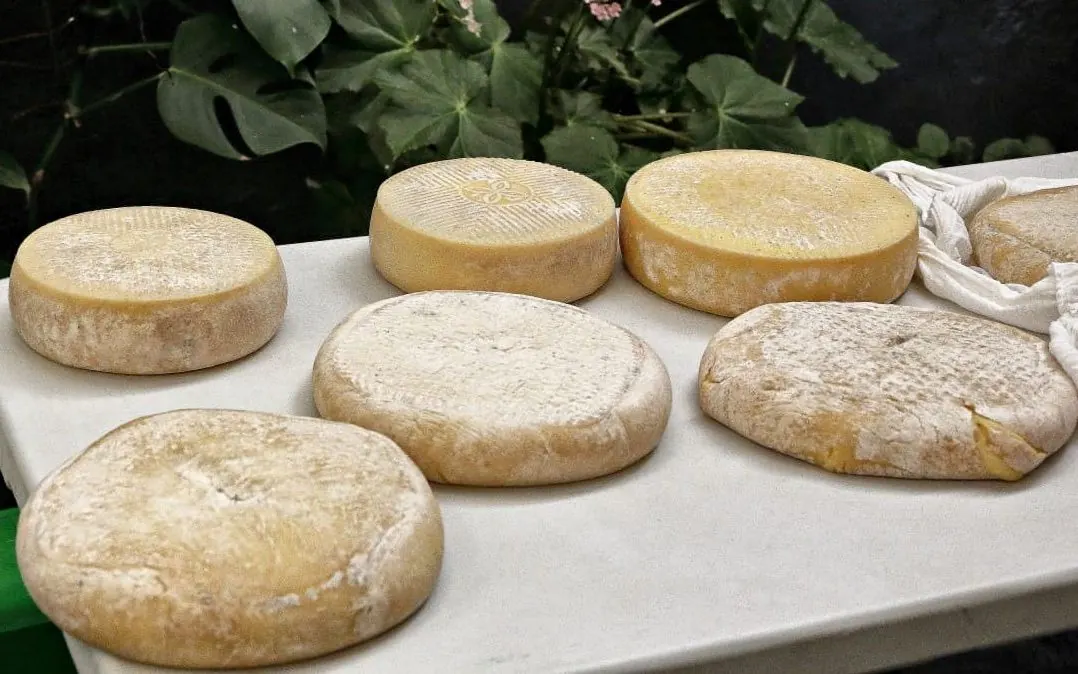 Queso de Flor, Media Flor y de Guía de Gran Canaria