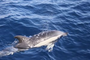 Avistamiento de delfines en Lanzarote