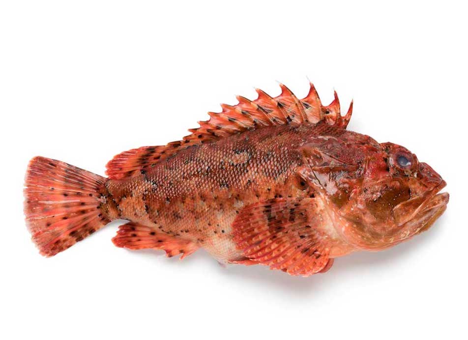 Bicanegra or canary scorpionfish