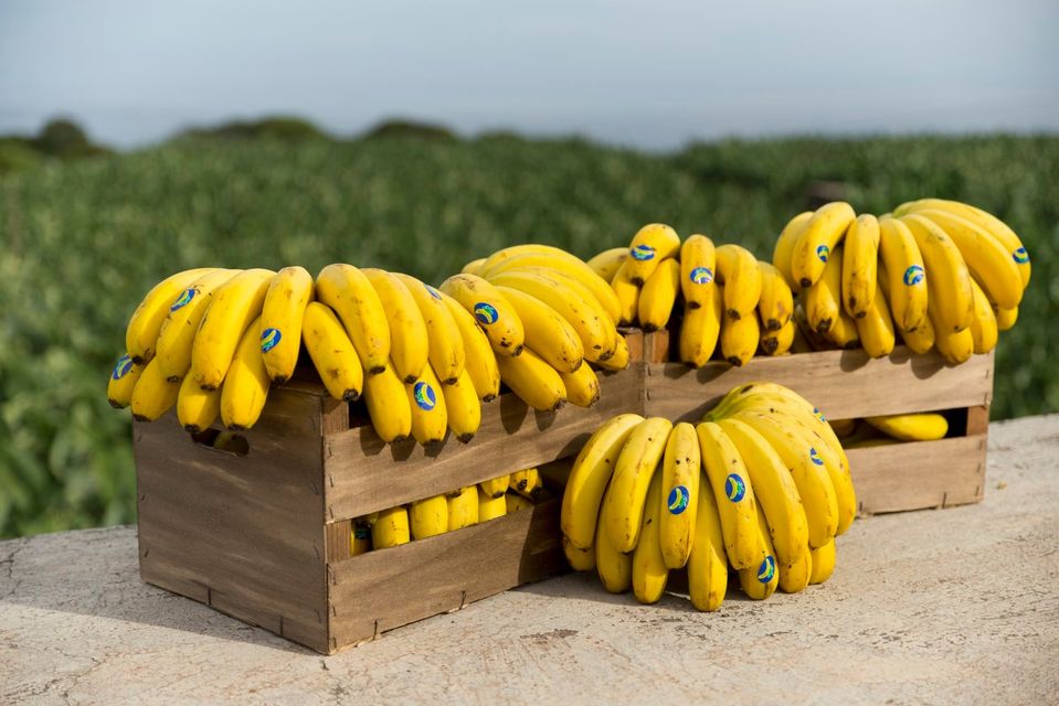 Manojos ya maduros de plátanos de Canarias