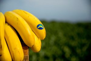 Bananas from the Canary Islands