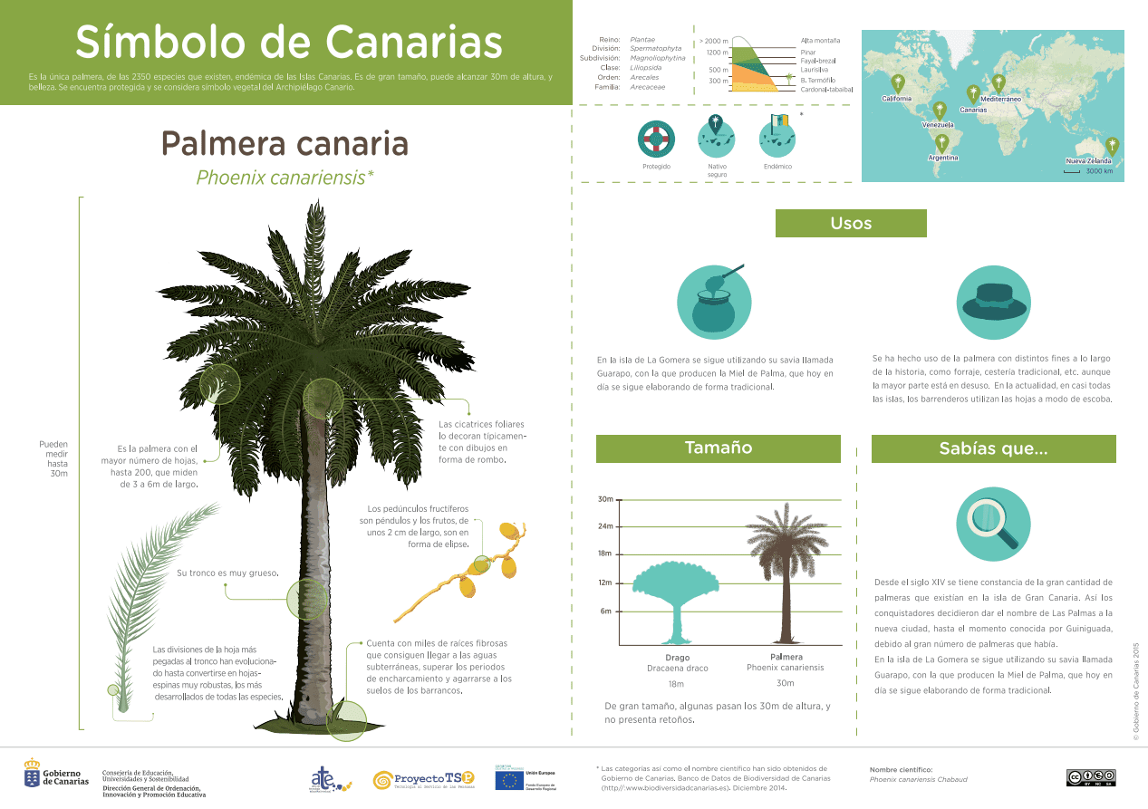 The Canarian Palm, symbol of the Islands