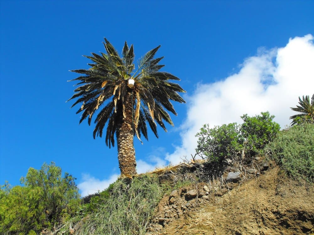 Palm of La Gomera