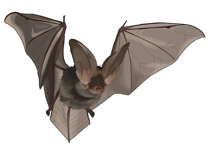 Canary eared bat