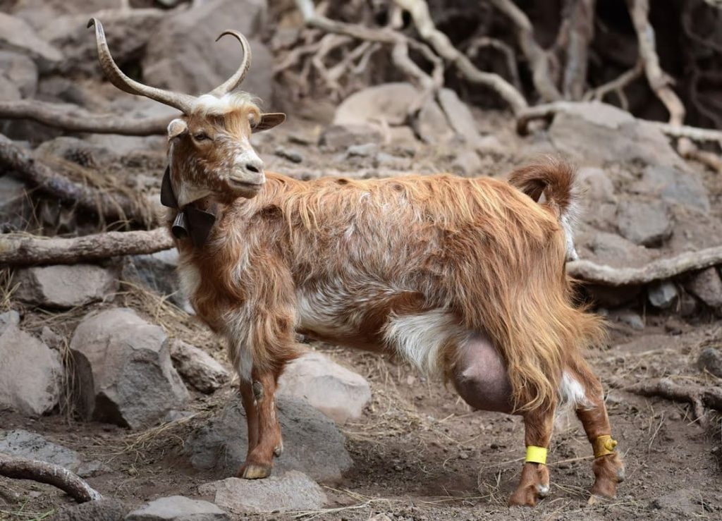 A typical palm tree goat, from which palm tree cheeses are made.