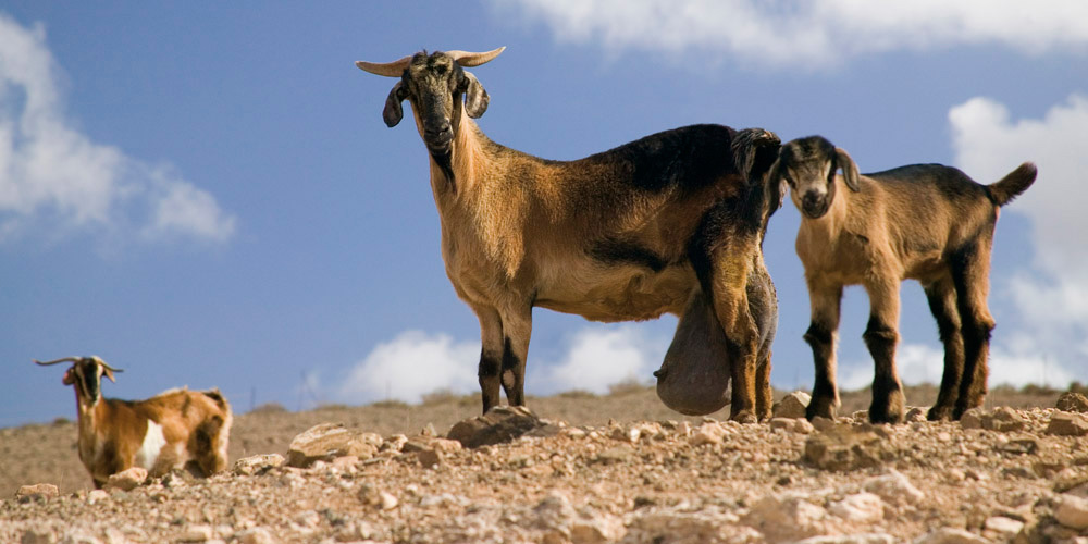 Goatmeat, a rising gastronomic value