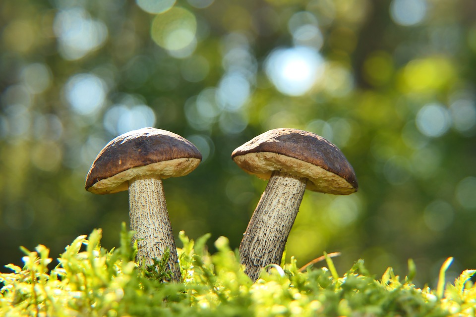 Mushrooms in Tenerife
