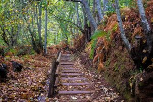 Routes around Tenerife seeing chestnut trees