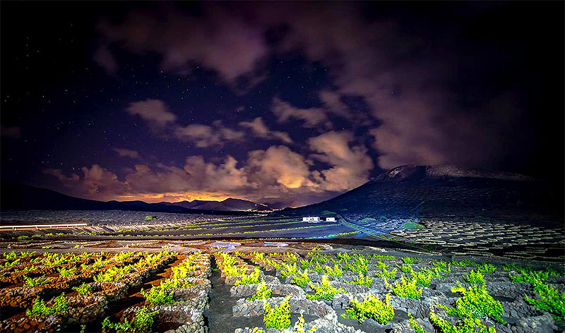 Malvasí volcánica, cultivos de noche