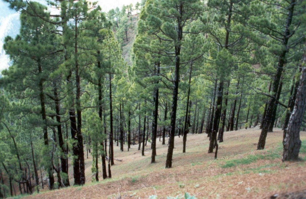 Pine forest or group of Canary Island pines