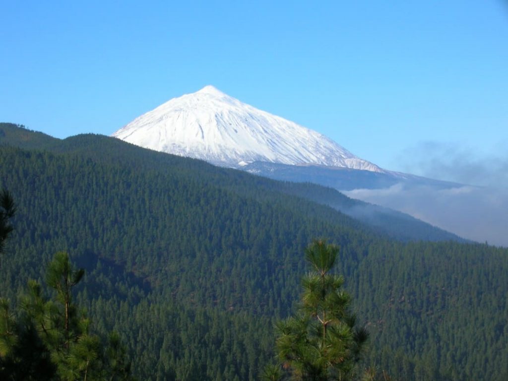 Pine forest in the Teide National Park