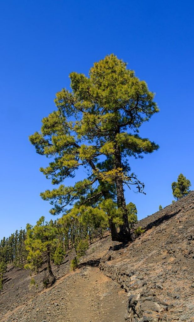 A Canary Island pine