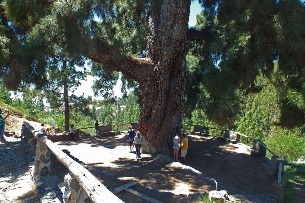 Large canary pine in Vilaflor