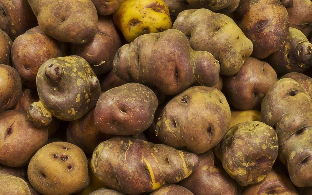 potatoes to celebrate the day of the Canary Islands