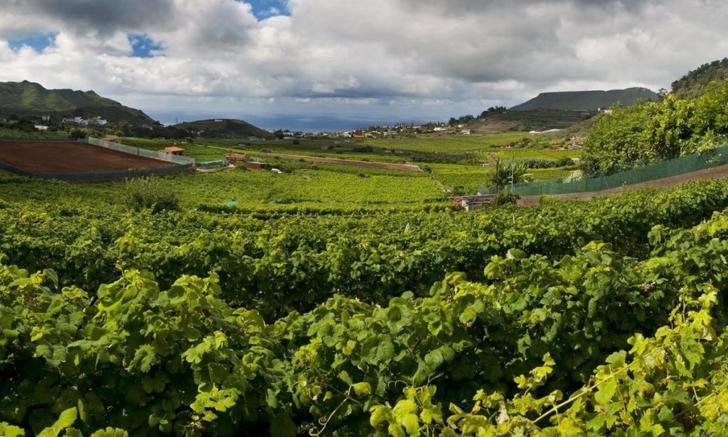 Tenerife Wine